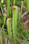 Hooded pitcherplant